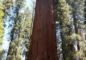Sequoia 'General Sherman'